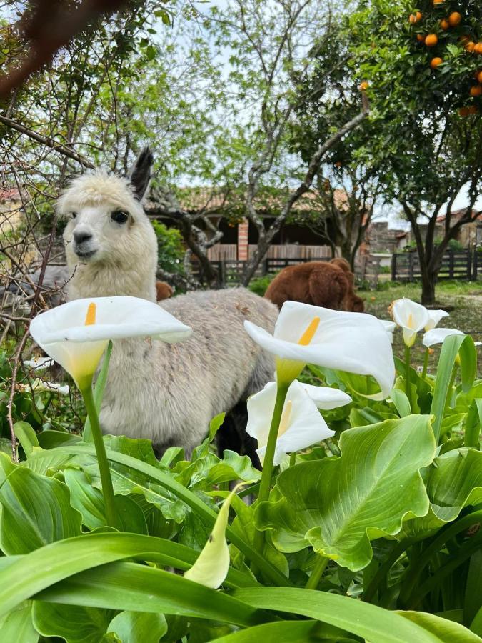 Monte Frio Alpacas Villa Nariz Luaran gambar